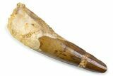 Fossil Spinosaurus Tooth - Real Dinosaur Tooth #373940-1